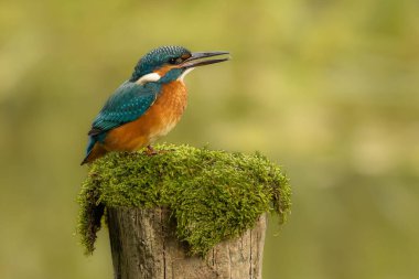 Küçük Kingfisher avlanmayı öğreniyor.