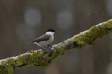 Marsh Tit on the branch