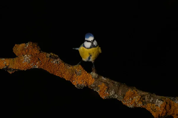 Blue Tit - low key