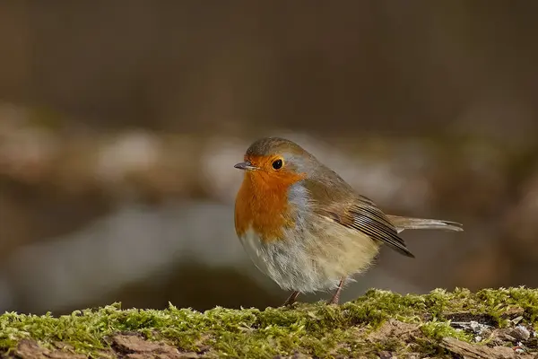 Sadece güzel bir dal üzerinde robin