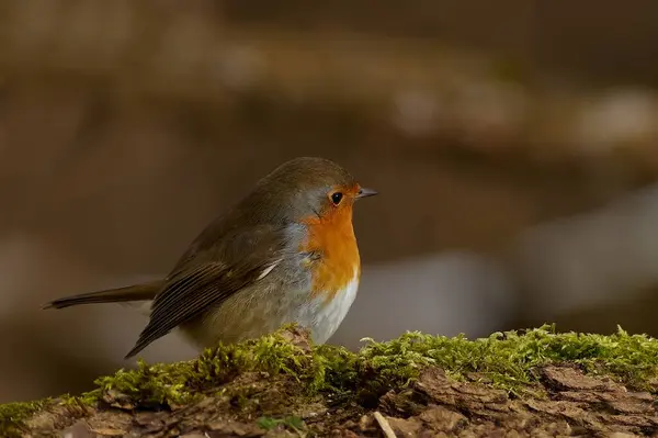 Robin bir dalda