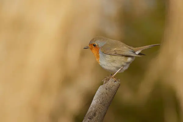 The Robin on a branch