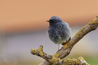 Robin önde oturuyor.