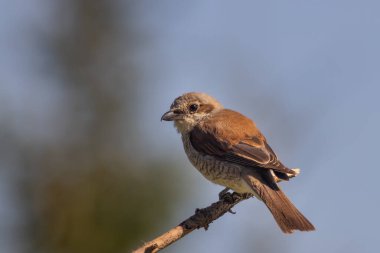 Kırmızı sırtlı Shrike bir dalda