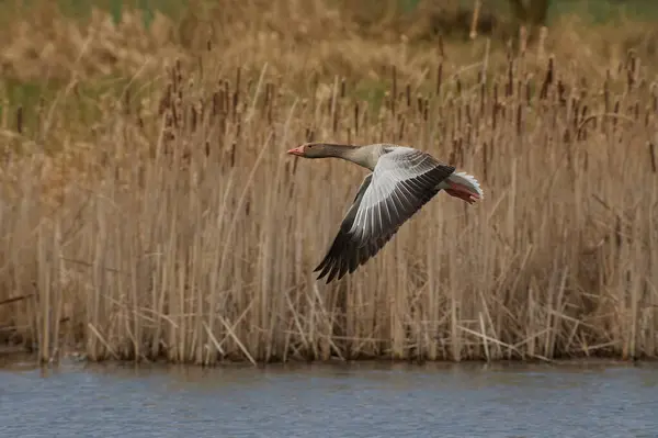 Greylag Goose uçuyor.