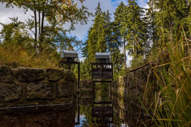 Ormanın ortasında sakin bir su yüzeyi.