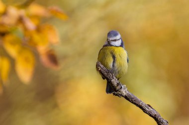 Blue Tit in autumn yellow color
