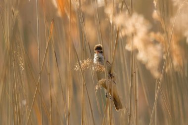 Sazlıktaki Büyük Reed Warbler
