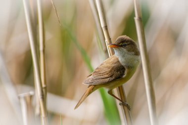Sazlıktaki Büyük Reed Warbler