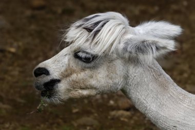 Kırmızı sırtlı Shrike uçuyor.