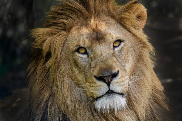 Lion beautiful big cat