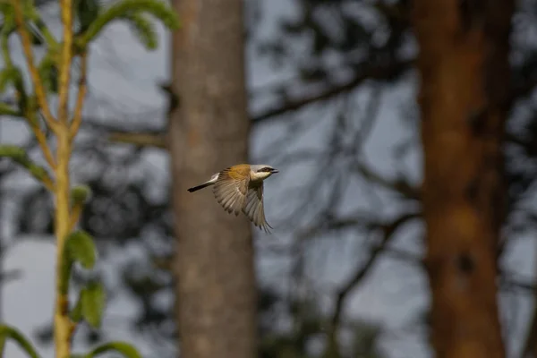 Kırmızı sırtlı Shrike uçuyor.