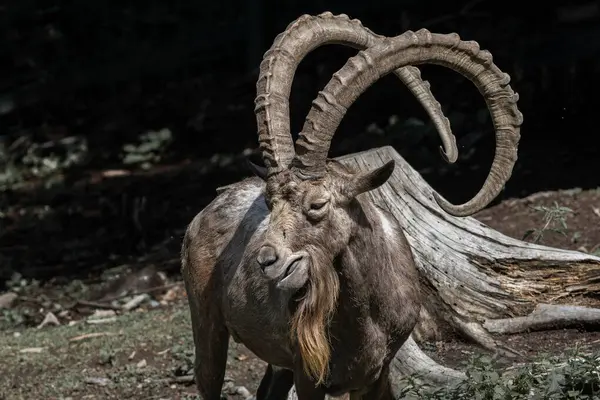 Oğlak kendi bölgesini kollar.