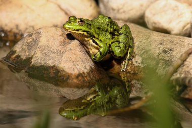 Yetişkin bir kurbağanın kayalıklarda otururken dikey görüntüsü.