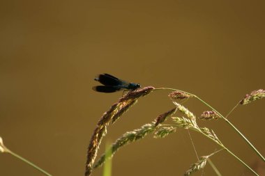  Bantlı demoiselle çimlerin üzerinde