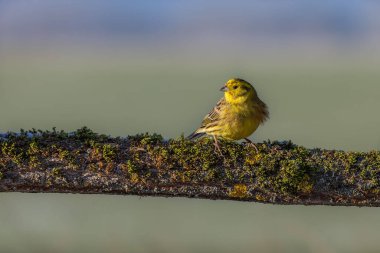 Sarı çekiç dalda poz veriyor.