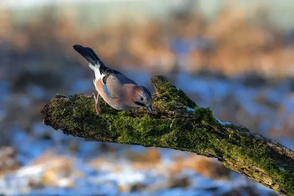 Kızıl alakarga (Garrulus ruhani) doğal ortamında