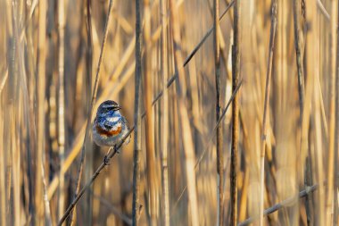 Sazlıklarda mavi boğaz