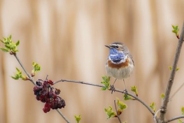 Çalılıklarda Bluethroad
