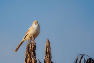 Bearded Tit on a reeds