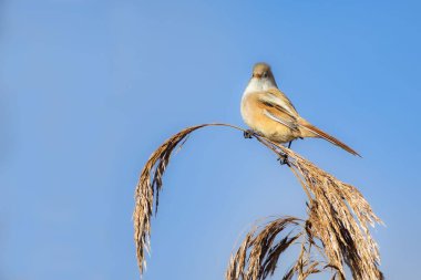 Bearded Tit on a reeds