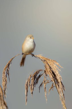 Bearded Tit on a reeds