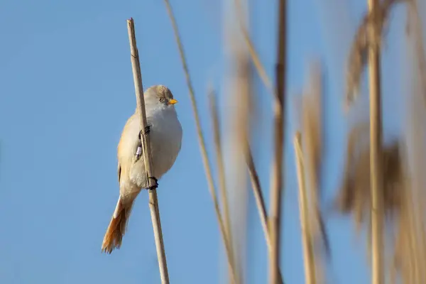 Bearded Tit on a reeds
