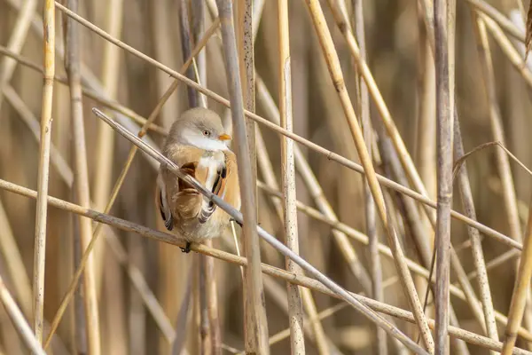 Bearded Tit in a reeds
