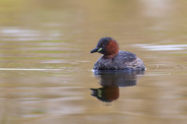 Altın saatinde Küçük Yunus