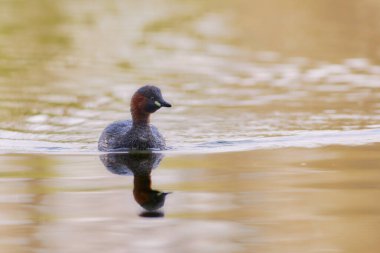 Suyun yüzeyinde küçük yağlar yüzer.