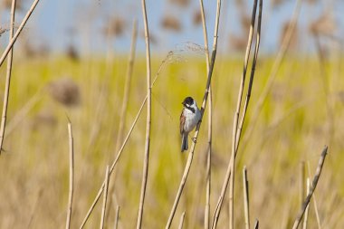 Reed Bunting sazlıkta