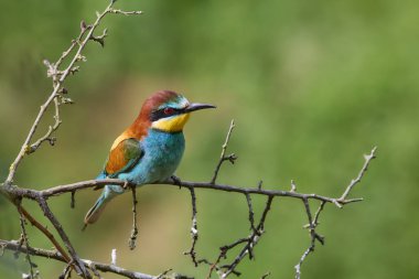 Bee Eater on a branch clipart