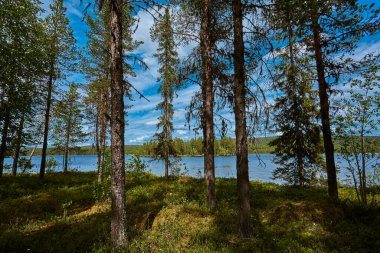 Göl ve ormanlı vahşi doğa.