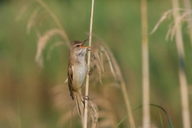 Sazlıktaki büyük sazlık ötleğeni