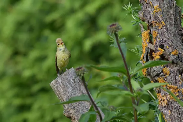 Icterine Warbler uçuyor.