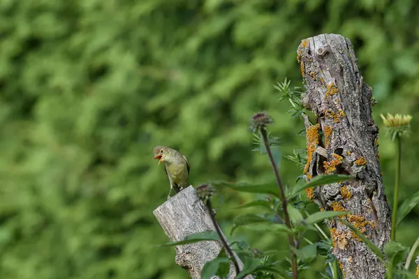 Icterine Warbler uçuyor.