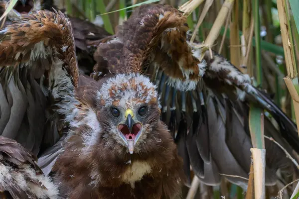 Küçük Marsh Harrier tüylerinin çıkmasını bekliyor..