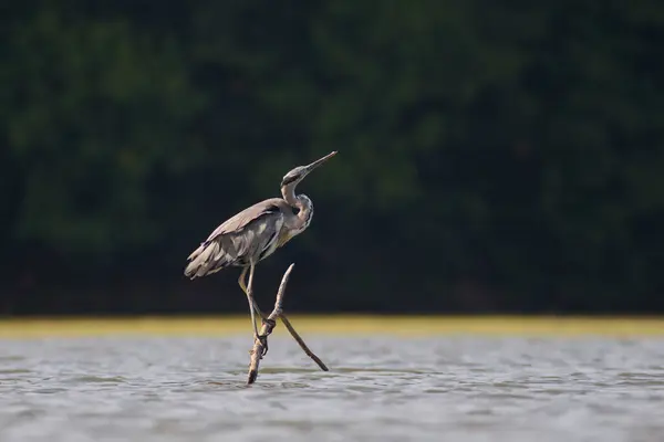 Gri Heron / Ardea cinerea / Volavka popelav
