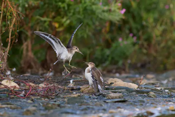 Genel Sanpiper / Actitis hypoleucos / Pisk obecn