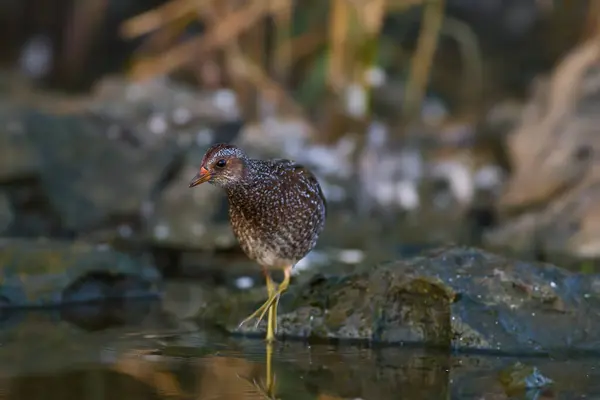 Görülen Crake / Porzana porzana / Chstal kropenat