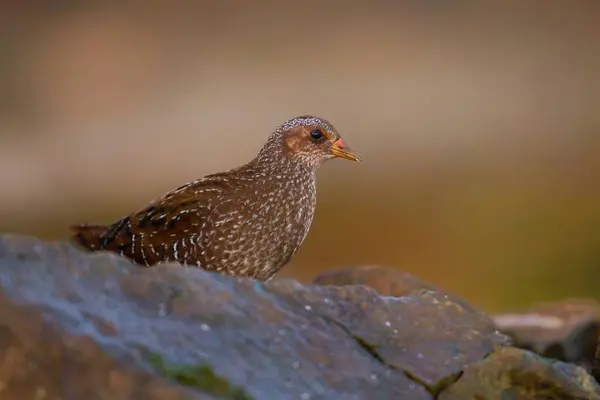 Görülen Crake / Porzana porzana / Chstal kropenat