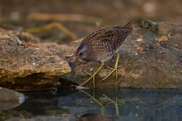 Görülen Crake / Porzana porzana / Chstal kropenat
