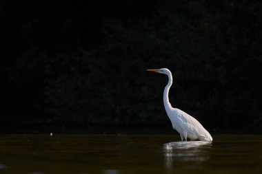Büyük beyaz balıkçıl / Ardea alba / Volavka bl