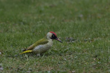 Bahçedeki yeşil ağaçkakan