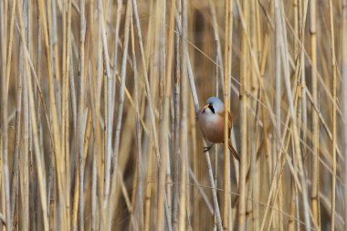 Bearded Tit in a reeds