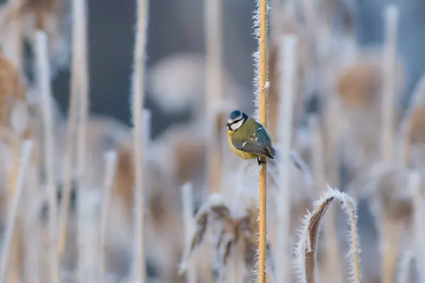 Blue Tit on a reeds