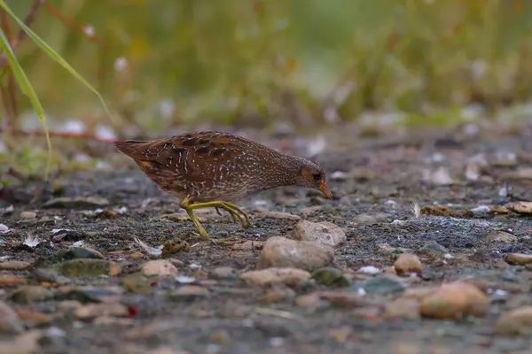 Görüldü Sabah ışığında Crake