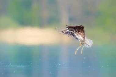 Yüzeyde uçarken Greenshank