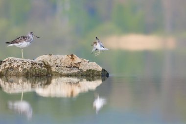 Greenshank ve çulluk bir taşta