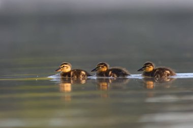 Mallard ördekleri yüzmeyi öğreniyor.